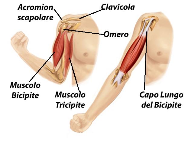 Dolor de clavícula