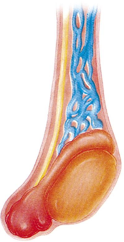 leffetto dello zinco sullerezione cosa può solleticare il pene
