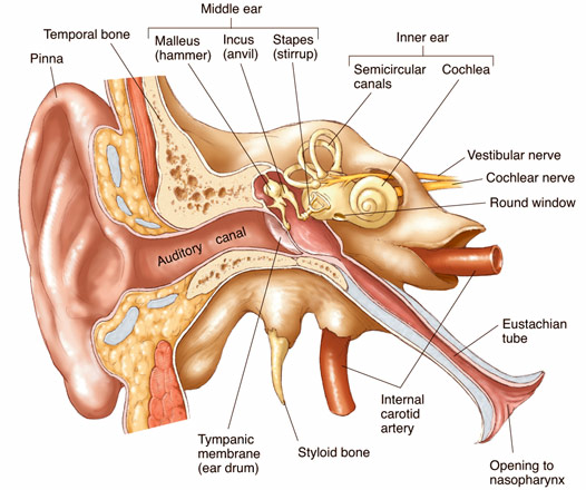 Anatomia dell'Orecchio