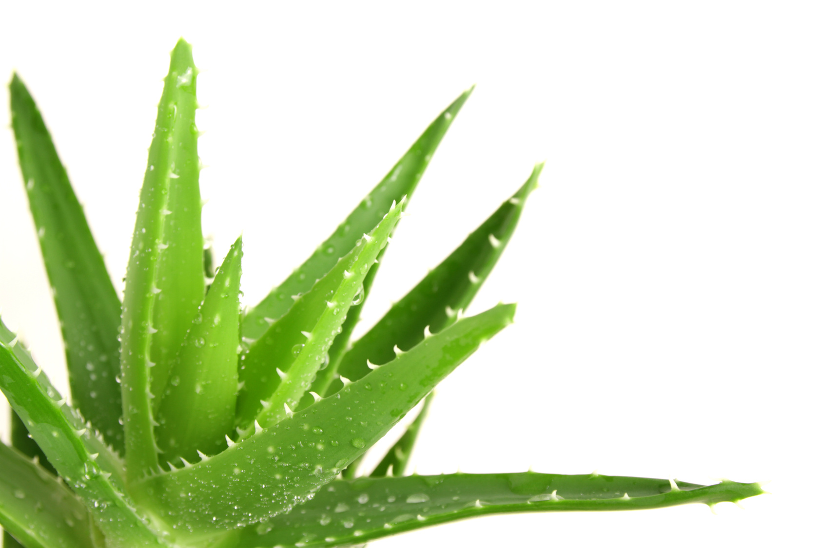 Come entrare in una nutrizione fino a bimbi allatto di risposte di dermatite atopic